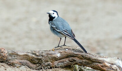 black capped kingfisher