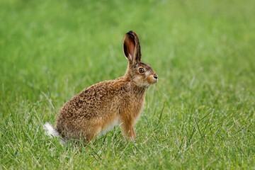 Hare on meadow. Young European brown hare, Lepus europaeus, sitting and grazing grass on meadow. Beautiful brown animal with long ears. Wild hare in spring nature. Fast running mammal. Wildlife.