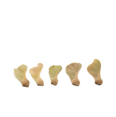 Five maple keys isolated on a white back ground.