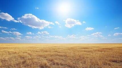 Obraz premium A vast, sunny landscape with golden grass under a clear blue sky and scattered cloud.