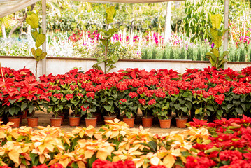 flor de noche buena, plantas, rojo, navidad, flor, fábrica, pote, florecer, naturaleza, rosa, flor, hojas, florecer, aislada, flor de pascua, decoraciones