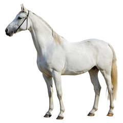 Fototapeta premium Majestic White Horse Standing in Profile isolated on transparent background cutout, Png, Cutout