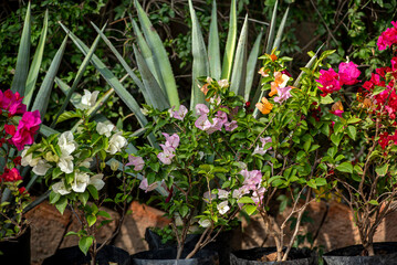 flor, huerta, naturaleza, rosa, flor, fábrica, primavera, verano, morada, florecer, florecer, beldad, flora, floral, hojas, horticultura