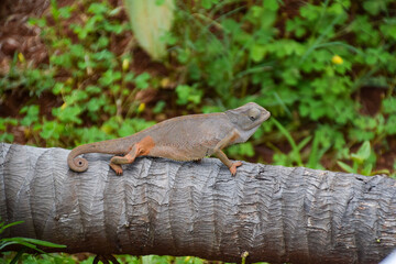A chameleon crawls on a tree branch in Zimbabwe