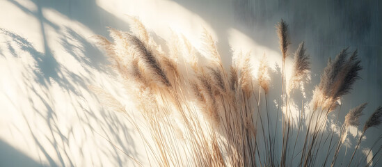 Obraz premium Beautiful shades of neutral pampas grass and reeds makes for an aesthetic background with sunlight casting shadows on the wall giving off Parisian vibes