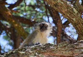A baby vervet monkey on a tree in Zimbabwe