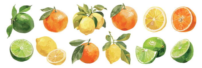 citrus fruits watercolor set. orange lemon lime, vitamins healthy food sour whole half branch exotic tropical fruit vector illustration
