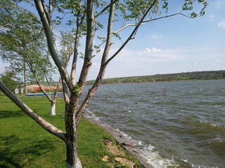 tree on the river