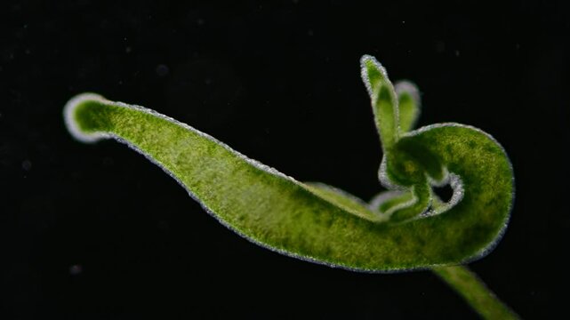 Ein S&uuml;&szlig;wasserpolyp, die gr&uuml;ne Hydra vor schwarzem Hintergrund, Hyda viridissima