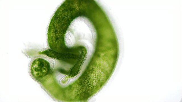 Ein S&uuml;&szlig;wasserpolyp, die gr&uuml;ne Hydra vor wei&szlig;em Hintergrund, Hyda viridissima