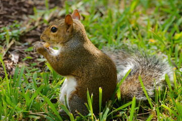 Grauhörnchen