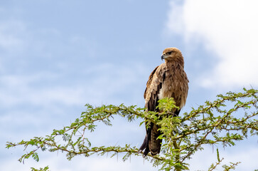 An eagle sits on a tree in the Serengeti National Park in Tanzania, Africa.