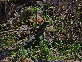 Green iguana (iguana iguana) in the undergrowth in Tulum, Quintana Roo, Mexiko,