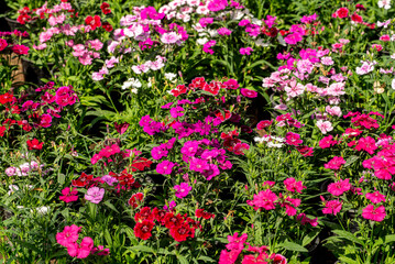 Fototapeta premium flor, rosa, flor, huerta, naturaleza, fábrica, florecer, primavera, florecer, flora, morada, verano, rojo, aparcar, beldad, floración, color, campa, hojas