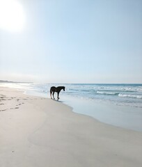 Horse on the beach