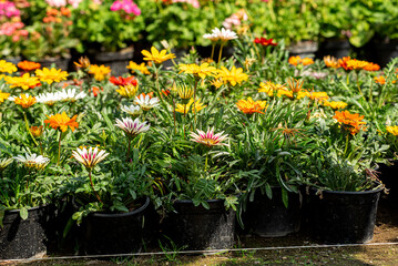 flor, flor, huerta, naturaleza, fábrica, primavera, rosa, florecer, florecer, verano, beldad, flora, horticultura, floral, ramo, pote, florero, hojas