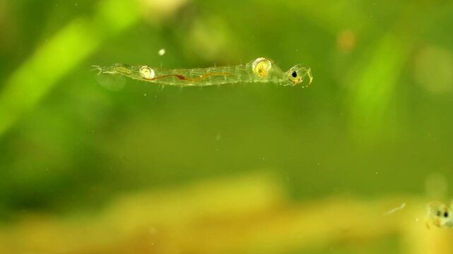 Phantom Midge larva (Chaoborus sp.) underwater in a pond, drifting forwards to the right, drifting across frame, macro close-up.