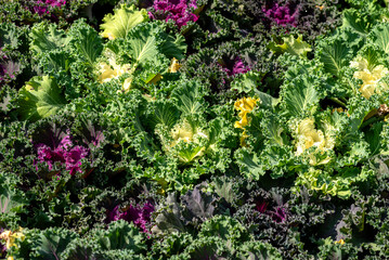 flor, flor, huerta, naturaleza, fábrica, rosa, florecer, morada, verano, florecer, hojas, flora, primavera