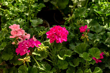 flor, rosa, flor, huerta, naturaleza, fábrica, florecer, flora, primavera, rosa, florecer, verano, rojo, beldad, arbusto, floración, morada, variopinto