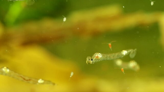 Phantom Midge larva (Chaoborus sp.) underwater in a pond, drifting sideways to the right, drifting across frame with copepods nearby, moderate macro close-up.