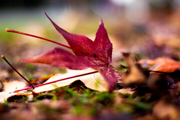 Red maple leaf in autumn