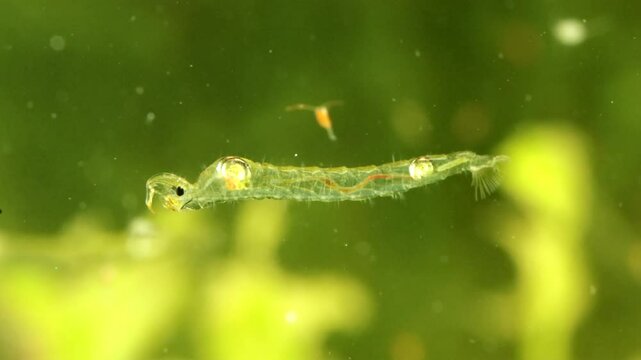 Phantom Midge larva (Chaoborus sp.) underwater in a pond, drifting down and to the right while panning with subject, macro close-up.