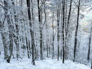 winter snow forest landscape. winter background. winter aesthetic. snowy background. Christmas atmosphere