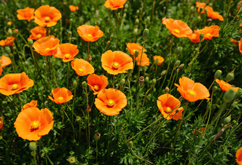 Orange poppy flowers with yellow centers in a green field