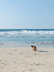 Cat on the beach