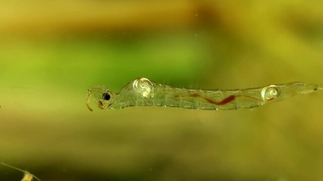 Phantom Midge larva (Chaoborus sp.) underwater in a pond, drifting slowly backwards and to the right, extreme macro close-up showing stomach digesting food.