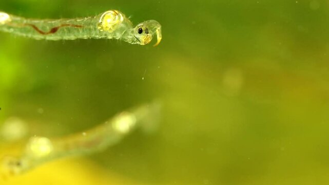 Phantom Midge larva (Chaoborus sp.) underwater in a pond, drifting down slowly and grooming itself, macro close-up.