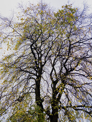 Leith Links Park, Edinburgh, Scotland