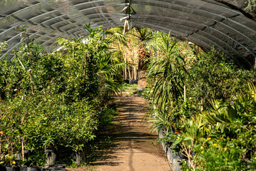 huerta, naturaleza, árbol, camino, aparcar, fábrica, césped, paisaje, hojas, flor, verano, camino, primavera, bosque