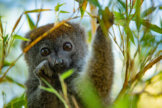 bambus Lemur in the tree