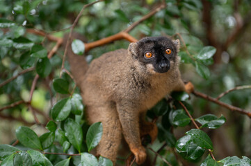 lemur on tree