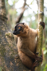 lemur on tree