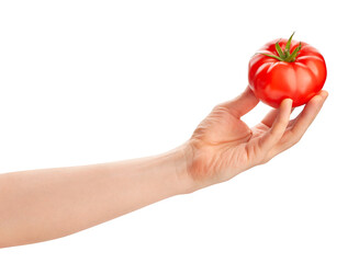 pink tomato in hand path isolated on white