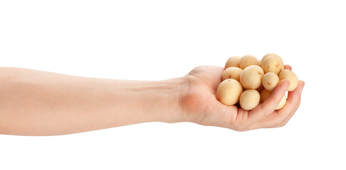 young potato in hand path isolated on white