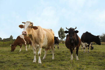 Beautiful cows grazing on green grass outdoors