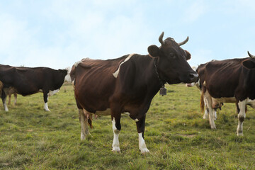 Beautiful cows grazing on green grass outdoors