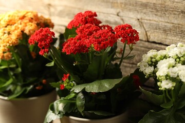 Different beautiful kalanchoe flowers in pots indoors, closeup