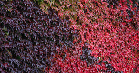 A living, climbing hedge of colorful wild grapes. Can be used as a background or wallpaper.