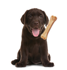 Fototapeta premium Cute puppy and flying chew bone on white background. Pet care