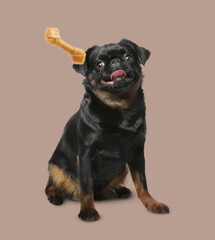Cute dog and flying chew bone on dusty pink background. Pet care