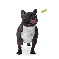Cute dog and flying chew bone on white background. Pet care