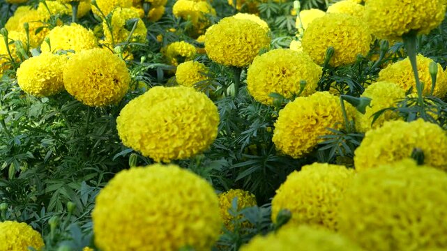 Blossom of marigold flowers 