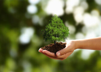 Environment and ecology concept. Woman holding soil with small tree outdoors, closeup