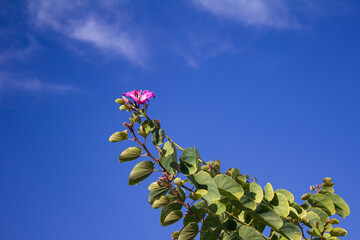 flower in the sky