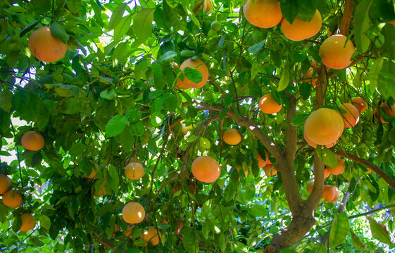 grapefruits on tree