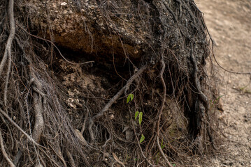 árbol, naturaleza, madera, raíz, bosque, sucursal, fábrica, árbol, raíz, nido, viejo, con textura
